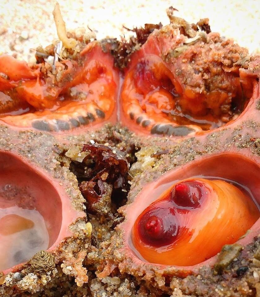 Морские живые камни. Pyura Chilensis кровоточащий камень.